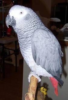 African Grey Parrot