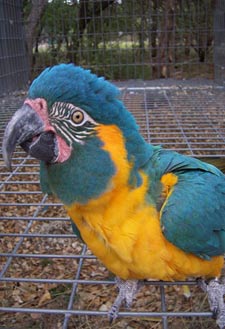 Macaw