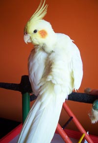 cockatiel