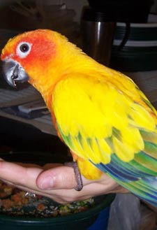 Conures