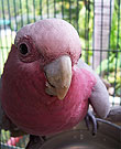 Pink Parrots