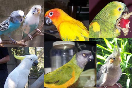 African Gey Parrots