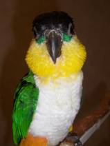 parrot training