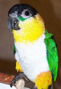 Caique Parrots