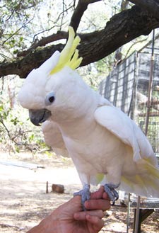 Cockatoo