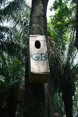 Parrot Conservation