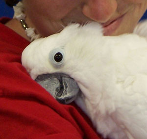 Parrot Medical Research