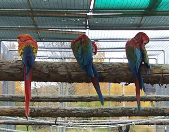 Parrot Sanctuaries