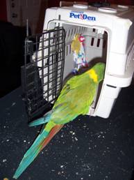 parrot trainig