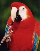 parrot training