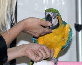 parrot training