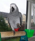 Good Bird Inc Testimonials
