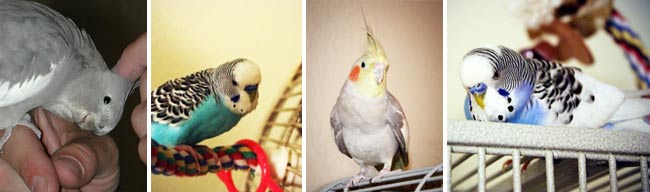 Good Bird Inc Testimonials